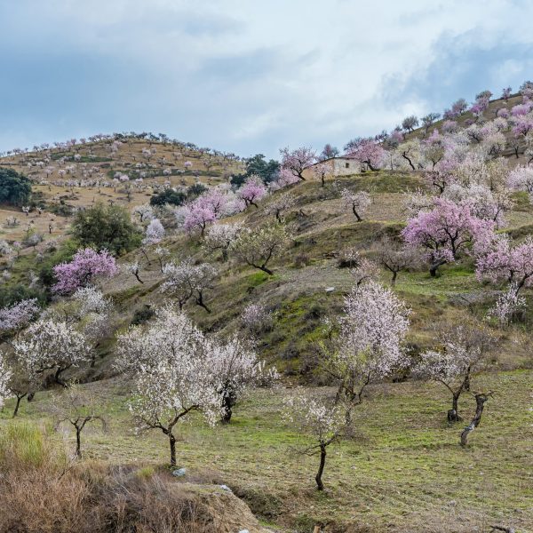 field with flowering almond trees in the Alpujarra